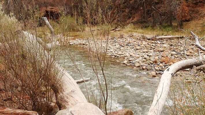 나무 여행 겨울 국립공원 사람없음 빨간색 강 골짜기 미국 외계인 안개 개울 분위기 떨어짐 땅 인도인 환경보전 사암 진홍색 애리조나 시온산 4K MP4 해외동영상 클립영상 외국인 식물 계절 공원 컬러 컨셉 북아메리카 자연 날씨 동양인 미확인물체 돌_바위 사회이슈 동영상 파일형식