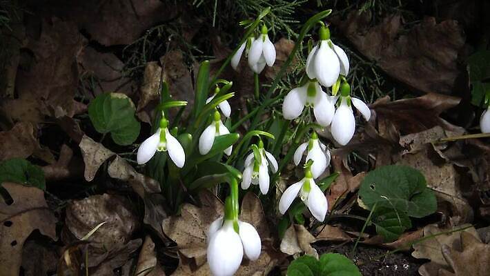 식물 꽃 백그라운드 잎 겨울 자연 사람없음 초록색 뷰티 정원 봄 벚꽃 흰색 신선 내추럴 스노드롭 헌병 4K MP4 해외동영상 클립영상 계절 컬러 군인 생태계 동영상 파일형식