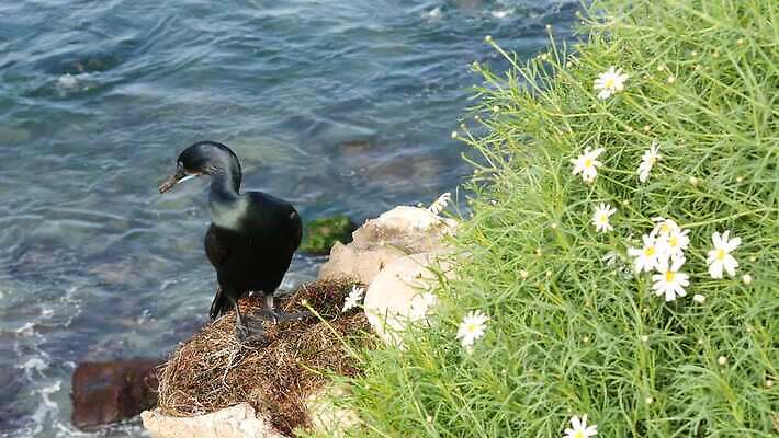 동물 파도 조류 서기 경사 사람없음 미국 봄 수면 깃털 환경보전 데이지 캘리포니아 물새 서식지 보호구역 흉터 스플래쉬 비어있는 4K MP4 해외동영상 클립영상 멸종위기종 계절 꽃 바다 북아메리카 모션 물 상처 사회이슈 동영상 구역 파일형식