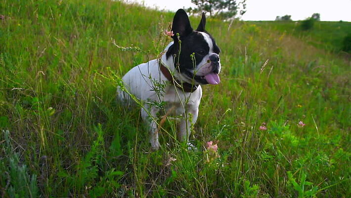 동물 응시 공원 교육 컬러 자연 놀이 휴가 피곤 취미 사람없음 야외 울타리 달리기 머리 마을 게임 잡기 개 강아지 치아 호흡 언덕 황소 사냥개 귀 불독 내추럴 프랑스어 규율 기르기 총구 플레이어 그리너리 순혈 MOV 해외동영상 클립영상 문자 시선 공공시설 컨셉 포유류 모션 신체부위 담장 반려동물 소화기관 소 생태계 동영상 돌봄 파일형식 트랜드컬러