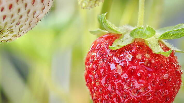 식물 계절 열매 음식 컬러 잎 농업 다이어트 과일 딸기 디저트 건강 씨앗 사람없음 농작물 컬러풀 정원 주스 봄 활발 수확 성장 신선 그룹 닫기 달콤 맛 설탕 다발 먹기 묘사 싱글 유기농 날것 숙성 채식주의자 맛있는 4K MOV 해외동영상 클립영상 웰빙 산업 음료 컨셉 모션 채식 동영상 파일형식