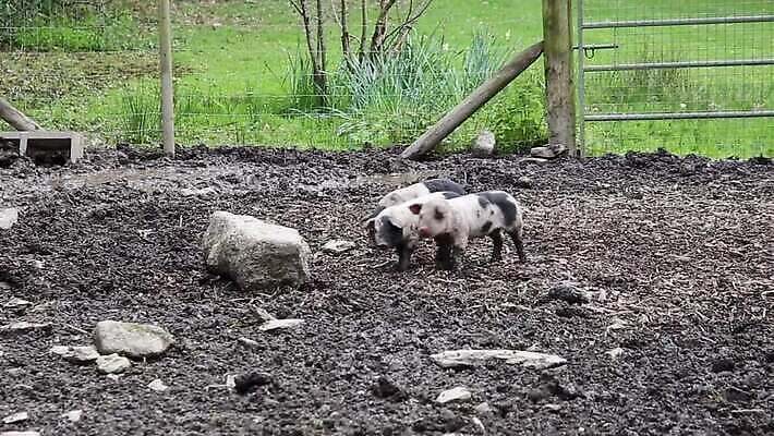 동물 음식 농업 장난 포유류 놀이 영국 잉글랜드 육류 돼지고기 사람없음 야외 농장 펜 검은색 시골 돼지 쓰레기 방목 유기농 진흙 기르기 밭일 수유 콘월 MOV 해외동영상 클립영상 웰빙 유럽 산업 컬러 식재료 필기구 축산업 동영상 돌봄 파일형식