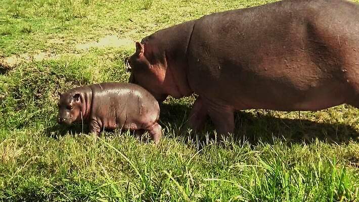 동물 얼굴 야생동물 음식 백그라운드 포유류 아프리카 자연 생물 사람 사람없음 초록색 물 강 갈색 점프 검은색 수영 사막 입 황무지 치아 위험 큼 먹기 사파리 피부 사냥 하마 멸종 동물상 땅바닥 옛날 우간다 전국 생존 MOV 해외동영상 클립영상 자연요소 나라 컬러 컨셉 모션 바닥 신체부위 조형물 수상스포츠 소화기관 크기 생태계 동영상 파일형식