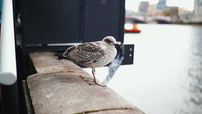 주간 구름 유럽 야생동물 모래 상징 여행 건축양식 갈매기 조류 하늘 아침 파노라마 사람없음 건물 물 빛 강 도시풍경 햇빛 고층빌딩 회색 도시 런던 수로 포트 스카이라인 동영상 랜드마크 수도권 왕국 템스강 MOV 해외동영상 클립영상 자연요소 동물 건축물 건축 나라 컬러 영국 잉글랜드 촬영기법 풍경 빌딩 태양 지역 파일형식