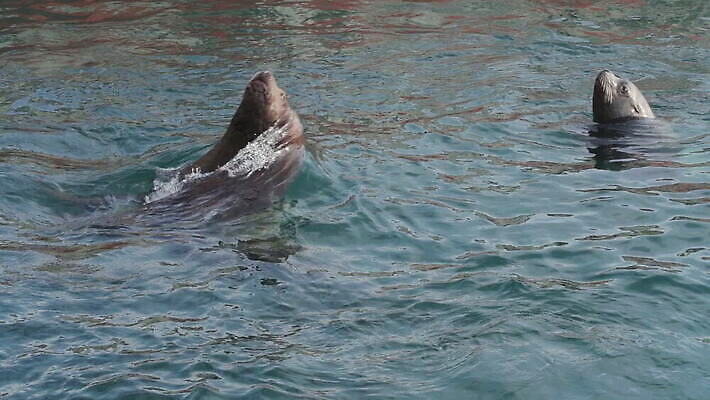 동물 아시아 야생동물 파도 바다 컬러 여행 포유류 모션 자연 낚시 어류 사람없음 야외 물 머리 수중 수영 잡기 입 그룹 사자 물개 피부 코 러시아 육식동물 태평양 분무기 북쪽 동물상 생태학 총구 스플래쉬 MOV 해외동영상 슬로모션 클립영상 자연요소 교육 유럽 나라 레저 촬영기법 신체부위 조형물 바다동물 수중동물 수상스포츠 방향 생태계 동영상 파일형식