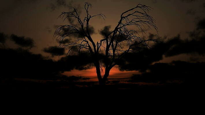 나무 구름 실루엣 컬러 여행 밭 오렌지 아프리카 자연 하늘 추상 건조 풍경 사람없음 빨간색 여름 빛 컬러풀 햇빛 태양 일출 환경 검은색 황혼 일몰 새벽 사막 죽음 황금 호주 저녁 사파리 스카이라인 옛날 혼자 수평선 4K MOV 해외동영상 클립영상 자연요소 식물 계절 나라 무늬 농업 과일 촬영기법 노을 오세아니아 야간 생태계 동영상 파일형식