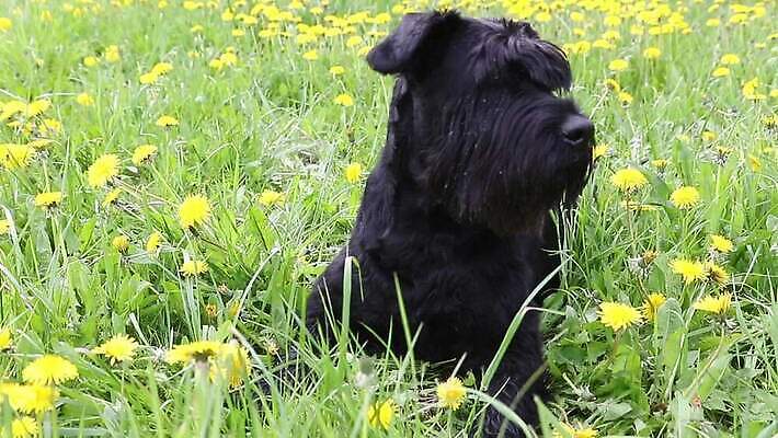 동물 1 공원 꽃 얼굴 밭 포유류 모션 자연 사람없음 야외 초록색 반려동물 노란색 카메라 맑음 검은색 봄 개 민들레 송곳니 기르기 옛날 유래 순혈 MOV 해외동영상 클립영상 식물 계절 공공시설 컬러 농업 날씨 신체부위 전자제품 치아 생태계 동영상 돌봄 파일형식