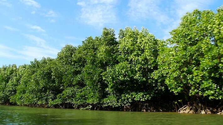 나무 식물 공원 아시아 바다 여행 백그라운드 잎 자연 사람없음 야외 초록색 물 강 환경 맑음 덮개 보트 황무지 보호 습지 숲 열대우림 뿌리 멀리 발견 내추럴 깊이 생태학 안다만 이국적 MOV 해외동영상 클립영상 자연요소 공공시설 교육 나라 컬러 컨셉 배_교통 날씨 뚜껑 생태계 동영상 파일형식