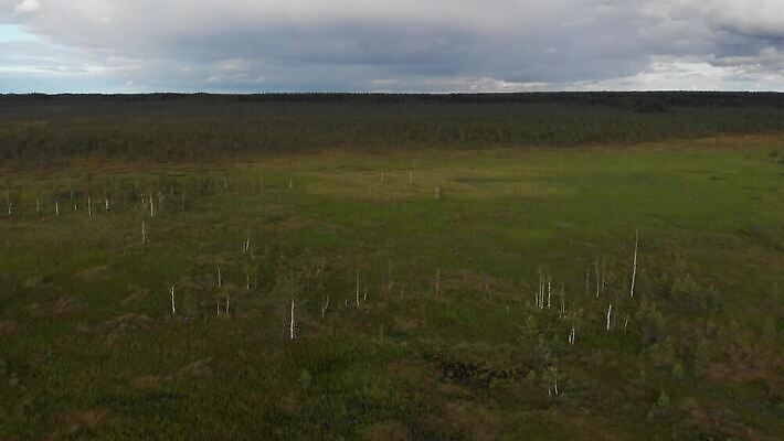 나무 잎 자연 표면 건조 이끼 사람없음 야외 초록색 물 강 환경 맑음 황무지 습지 숲 땅 내추럴 변소 4K MOV 해외동영상 클립영상 자연요소 식물 컬러 날씨 생태계 동영상 파일형식