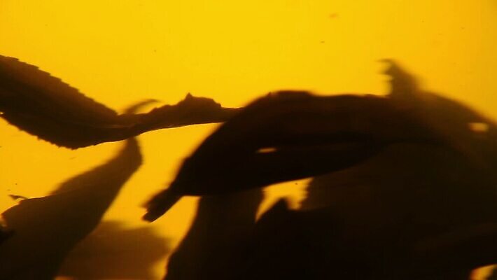 음료 백그라운드 잎 모션 유리 사람없음 옆모습 초록색 흐름 신선 시간 뜨거움 항아리 액체 닫기 냄비 컨테이너 찻주전자 가득함 준비 회전 함선 각도 느림 양조 우롱차 투입 MOV 해외동영상 클립영상 식물 산업 뷰포인트 컬러 컨셉 배_교통 재질 주전자 차_음료 도자기 솥 동영상 파일형식