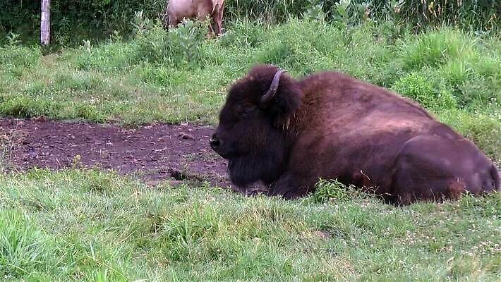 동물 포유류 자연 휴식 사람없음 쌓기 황무지 들소 MP4 해외동영상 클립영상 컨셉 모션 소 생태계 동영상 파일형식
