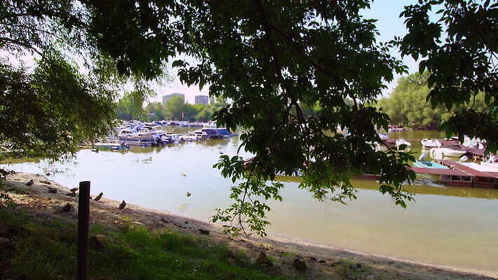 나무 호수 자연 오리 사람없음 물 강 갈색 항구 만 보트 나룻배 진흙 대야 포트 부둣가 다뉴브강 세르비아 4K MOV 해외동영상 클립영상 자연요소 식물 컬러 배_교통 교통시설 조류 생태계 동영상 파일형식