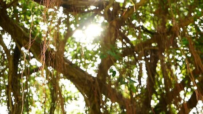 나무 식물 계절 공원 아시아 줄기 백그라운드 잎 패턴 농업 자연 안테나 동양인 사람없음 야외 목재 초록색 여름 빛 갈색 평화 정원 고요 나뭇가지 소프트포커스 숲 큼 묘사 질감 뿌리 나무껍질 신성 거인 무화과 내추럴 옛날 그리너리 MOV 해외동영상 클립영상 공공시설 나라 산업 컬러 컨셉 무늬 과일 재료 통신 촬영기법 인종 껍질 크기 생태계 동영상 파일형식 트랜드컬러