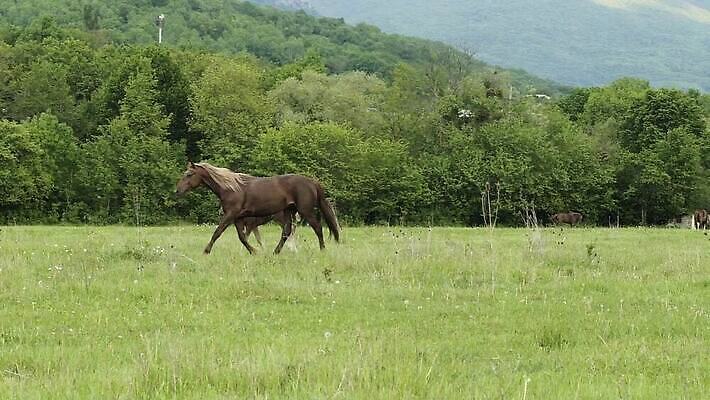 식물 동물 밭 농업 포유류 모션 자연 엄마 사람없음 초록색 달리기 농장 갈색 농사 목장 시골 아기 갈기 망아지 동물상 MOV 해외동영상 클립영상 산업 새끼 컬러 가족 사람 조형물 말_동물 생태계 동영상 파일형식