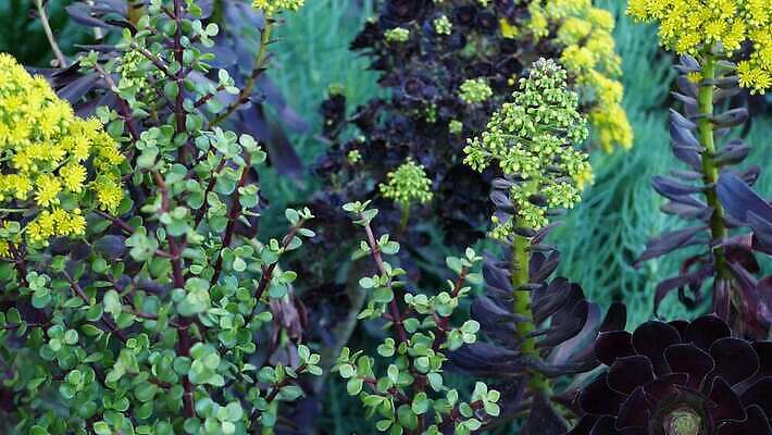 나무 식물 꽃 화초 백그라운드 꽃무늬 그림자 사람없음 아웃포커스 장식 노란색 정원 보라색 미국 어둠 사막 벚꽃 개화 분위기 닫기 그늘 제비꽃 피라미드 캘리포니아 화단 원뿔 내추럴 다육식물 블러 카피스페이스 세련 4K 건조기후 MP4 해외동영상 클립영상 도형 건축물 컬러 컨셉 북아메리카 무늬 모션 촬영기법 공백 동영상 랜드마크 파일형식