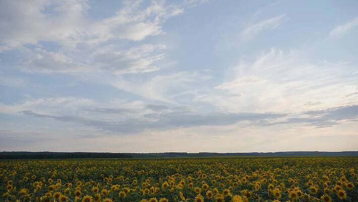식물 구름 꽃 백그라운드 잎 꽃무늬 밭 농업 자연 하늘 해바라기 풍경 초원 사람없음 야외 초록색 여름 파란색 햇빛 태양 농장 노란색 맑음 일몰 활발 성장 벚꽃 광선 시골 개화 땅 꽃가루 내추럴 밭일 4K MOV 해외동영상 클립영상 자연요소 계절 산업 컬러 컨셉 무늬 날씨 노을 가루 생태계 동영상 파일형식