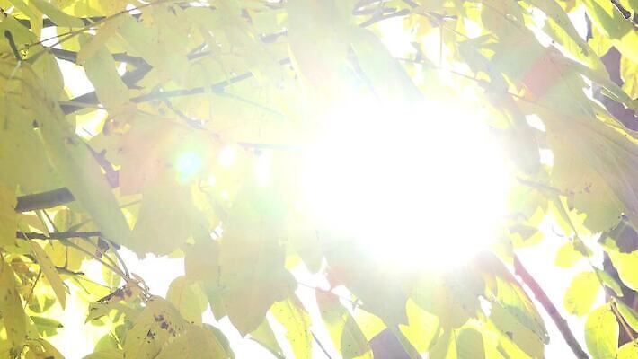 나무 식물 계절 공원 줄기 백그라운드 잎 모션 자연 아침 추상 사람없음 야외 빛 햇빛 태양 환경 정원 맑음 성장 광선 나뭇가지 신선 변화 숲 생물학 리빙 내추럴 광합성 4K MP4 해외동영상 클립영상 주간 자연요소 공공시설 교육 컨셉 무늬 날씨 생태계 동영상 파일형식