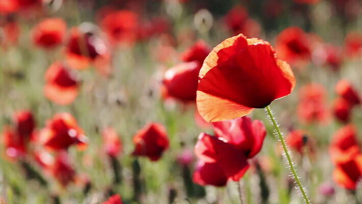 식물 계절 꽃잎 꽃 줄기 컬러 백그라운드 잎 꽃무늬 밭 농업 자연 풍경 초원 사람없음 빨간색 초록색 여름 농장 정원 보라색 봄 벚꽃 시골 개화 땅 허브 원예 아로마 양귀비 내추럴 MOV 해외동영상 클립영상 산업 무늬 취미 생태계 동영상 파일형식