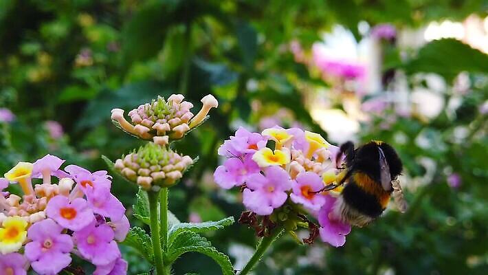 식물 꽃 곤충 잎 날개 모션 자연 털 사람없음 초록색 컬러풀 환경 모임 벚꽃 닫기 큼 모피 벌 수집 묘사 흔들림 보케 꽃가루 꿀 솜털 느림 거인 블러효과 세이지 수유 호박벌 MP4 해외동영상 클립영상 동물 컬러 벌_곤충 크기 가루 생태계 동영상 블러 파일형식 효과