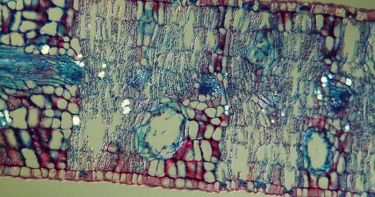 식물 외관 꽃 컬러 과학 이동 잎 자연 돋보기 세포 사람없음 컬러풀 뷰티 성장 횡단보도 확대 질감 생물학 광합성 영양소 유칼립투스 4K MOV 해외동영상 클립영상 교육 컨셉 보행로 생태계 동영상 파일형식