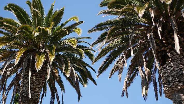 디자인 상징 로우앵글 여행 백그라운드 하늘 휴가 왕관 사람없음 여름 야자수 햇빛 뷰티 맑음 미국 꿈 자유 분위기 질감 심플 캘리포니아 태평양 할리우드 로스앤젤레스 이국적 파라다이스 카피스페이스 플로리다 미니멀 4K 산타모니카 MP4 해외동영상 클립영상 나무 계절 바다 뷰포인트 컨셉 북아메리카 날씨 태양 공백 동영상 파일형식