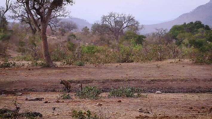 동물 야생동물 포유류 모션 아프리카 자연 놀이 국립공원 웃음 풍경 사람없음 달리기 황무지 보호 사파리 서식지 남아프리카 보츠와나 보호구역 사바나 크루거 MOV 해외동영상 슬로모션 클립영상 공원 나라 컨셉 촬영기법 표정 생태계 동영상 남아프리카공화국 구역 파일형식