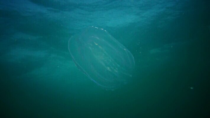 동물 야생동물 바다 백그라운드 포유류 자연 생물 무척추동물 사람없음 물 환경 바닷속 수중 머리빗 생태계 생물학 젤리 해파리 해마 동물상 생태학 이국적 침범 4K 저서생물 MP4 해외동영상 클립영상 자연요소 교육 디저트 조형물 바다동물 미용용품 자포동물 동영상 파일형식