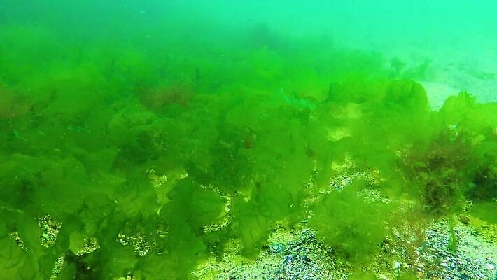식물 야생동물 바다 자연 사람없음 초록색 물 세계 환경 바닷속 수중 해조류 생태계 생물학 광합성 산화 생태학 소금물 4K 수중영상 MP4 해외동영상 클립영상 자연요소 동물 교육 컬러 해양식물 동영상 파일형식