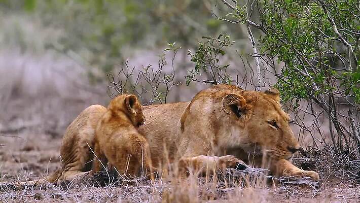 동물 야생동물 2 포유류 아프리카 자연 국립공원 사람없음 고양이 황무지 보호 결합 사자 사파리 육식동물 남아프리카 보츠와나 보호구역 암사자 크루거 MOV 해외동영상 클립영상 멸종위기종 공원 나라 컨셉 반려동물 암컷 생태계 동영상 남아프리카공화국 구역 파일형식