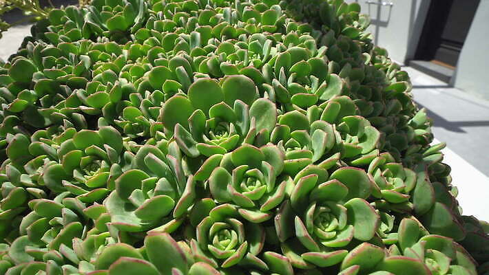 식물 꽃 화분 컬러 꽃다발 결혼 꽃무늬 패턴 자연 발렌타인데이 병아리 사랑 사람없음 장식 초록색 장미 정원 벚꽃 흰색 다발 원예 질감 화단 아일랜드 고립 다육식물 아열대 암탉 특별함 많음 4K MOV 해외동영상 클립영상 감정 유럽 컨셉 무늬 데이이벤트 조류 이벤트 취미 닭 암컷 생태계 동영상 파일형식