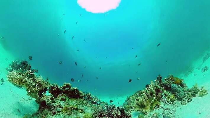 동물 야생동물 바다 여행 백그라운드 자연 어류 풍경 사람없음 물 환경 바닷속 수중 수영 탐험 스노클링 산호 산호초 생태계 다이빙 장면 암초 발견 깊이 이국적 4K 수중영상 MOV 해외동영상 클립영상 자연요소 수중동물 수상스포츠 수중식물 자포동물 동영상 수중스포츠 파일형식