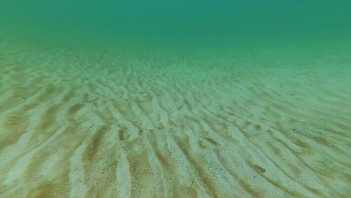 동물 야생동물 바다 자연 생물 무척추동물 사람없음 물 환경 바닷속 수중 지중해 생태계 생물학 수족관 동물상 생태학 소금물 4K 저서생물 MP4 해외동영상 클립영상 자연요소 교육 조형물 동영상 파일형식