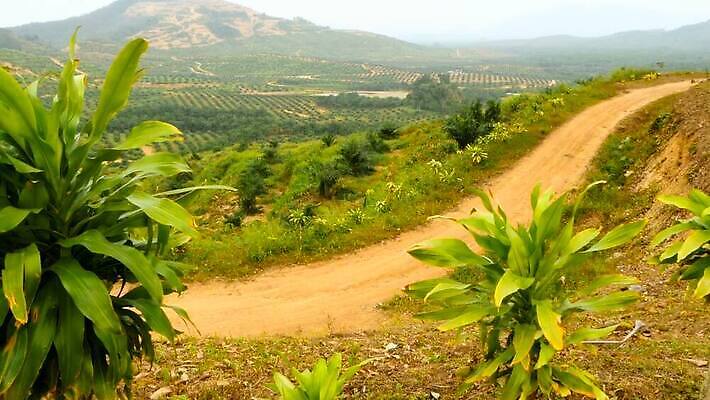 나무 식물 여행 백그라운드 농업 태국 자연 산 안테나 손바닥 사람없음 야외 목재 초록색 빛 글로벌 환경 황혼 봄 손상 수확 안개 성장 시골 보호 숲 열대우림 자르기 날것 장면 내추럴 벌목 생태학 수목 원자재 재앙 MOV 해외동영상 클립영상 손 계절 교육 산업 아시아 컬러 컨셉 재료 통신 모션 날씨 일몰 생태계 동영상 파일형식
