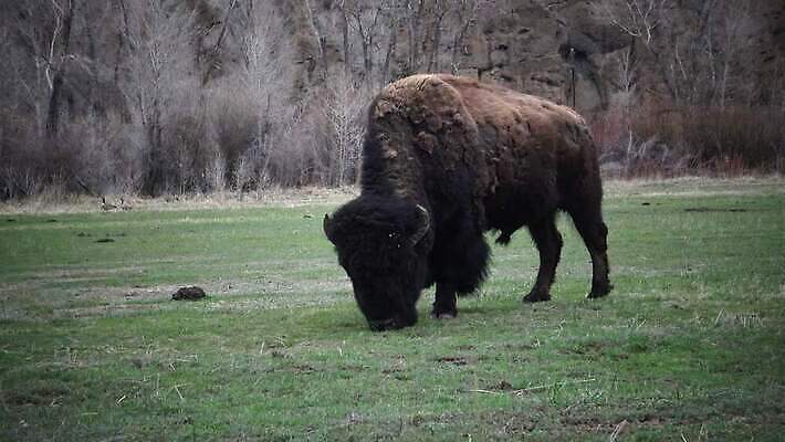 동물 공원 남자 야생동물 포유류 자연 털 사람없음 갈색 계곡 미국 군중 방목 들소 황소 짝짓기 와이오밍 전국 4K MP4 해외동영상 클립영상 공공시설 컬러 북아메리카 사람 소 축산업 생태계 동영상 파일형식
