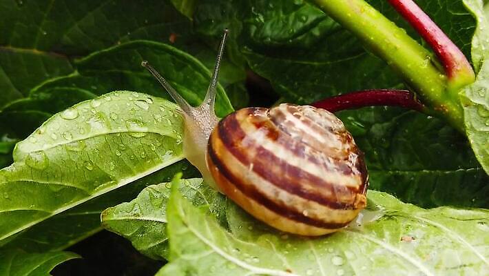 동물 잎 모션 자연 연체동물 안테나 사람없음 초록색 걷기 환경 정원 초콜릿 젖음 껍질 비행 악단 투명 닫기 해충 땅 달팽이 보케 촉수 느림 기어가기 블러효과 진실 MP4 해외동영상 클립영상 식물 음악 컬러 통신 디저트 무척추동물 벌레 생태계 동영상 블러 파일형식 효과