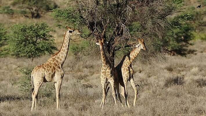 동물 응시 공원 남자 야생동물 포유류 모션 아프리카 자연 초식동물 사람없음 야외 경쟁 사막 황무지 기린 사파리 황소 싸움 클립 영토 목 동영상 남쪽 경보 공격적 남아프리카 때리기 생태학 칼라하리 HD MOV 해외동영상 클립영상 시선 공공시설 교육 나라 컨셉 사람 신체부위 소 방향 생태계 파일형식