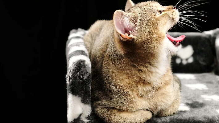 동물 1 얼굴 장난 포유류 수염 털 실내 표정 앉기 사람없음 반려동물 머리 검은색 고양이 회색 작음 호기심 솜털 거짓말 기르기 직진 총구 스코틀랜드 4K 순혈 MOV 해외동영상 클립영상 감정 컬러 컨셉 모션 영국 내부 신체부위 크기 동영상 돌봄 파일형식