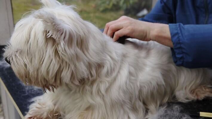 동물 직업 손 응시 백그라운드 포유류 탁자 털 사람없음 반려동물 머리 상점 장비 흰색 도구 머리빗 개 산등성이 몸단장 송곳니 기르기 다듬기 복종 유래 순혈 MP4 해외동영상 클립영상 시선 컬러 가구 모션 산 신체부위 미용용품 치아 동영상 돌봄 파일형식