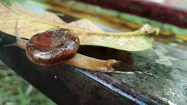 동물 야생동물 자연 생물 연체동물 무척추동물 나선형 사람없음 갈색 정원 젖음 껍질 미끄러짐 촉수 느림 기어가기 민달팽이 끈적임 MP4 해외동영상 클립영상 컬러 무늬 모션 생태계 동영상 파일형식 달팽이_동물