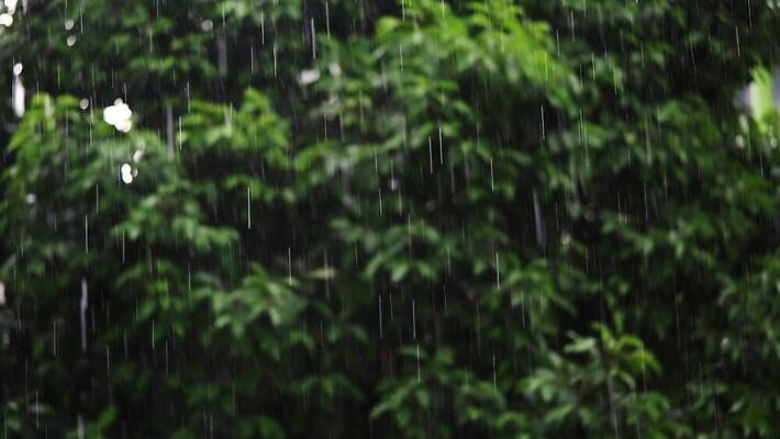 나무 식물 디자인 컬러 백그라운드 잎 패턴 자연 아침 날씨 추상 사람없음 야외 가로 초록색 물 태양 환경 봄 젖음 성장 신선 떨어짐 소프트포커스 숲 이슬 빗방울 질감 부드러움 폭풍 내추럴 블러 생태학 4K MP4 해외동영상 클립영상 주간 자연요소 계절 교육 컨셉 무늬 촬영기법 감각 비_날씨 생태계 동영상 파일형식