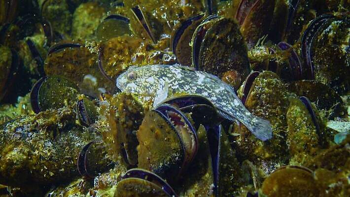 동물 바다 자연 조개 바닥 연체동물 무척추동물 사람없음 환경 수중 껍질 그룹 소라 해산물 홍합 수경재배 식민지 식용 4K 저서생물 MP4 해외동영상 클립영상 어패류 생물 생태계 동영상 파일형식