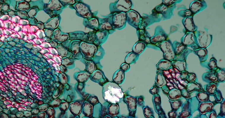 식물 꽃 줄기 과학 이동 패턴 세포 사람없음 빨간색 초록색 파란색 시험 성장 조직 횡단보도 확대 떠남 지원 4K 현미경관찰 MOV 해외동영상 클립영상 교육 컬러 컨셉 무늬 모션 관찰 보행로 동영상 파일형식
