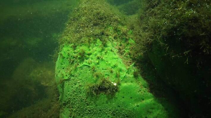 식물 바다 자연 사람없음 초록색 물 약 수중 해조류 스펀지 내추럴 광합성 민물 산화 벡터 4K MP4 해외동영상 클립영상 자연요소 컬러 의학 해양식물 생태계 동영상 파일형식