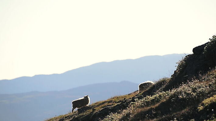 야생동물 사람없음 야외 평화 걷기 양 언덕 그린란드 트래킹숏 MOV 해외동영상 클립영상 동물 섬 컨셉 포유류 모션 촬영기법 덴마크 동영상 파일형식