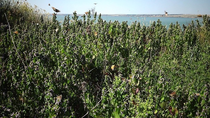 동물 꽃 야생동물 나비 곤충 날개 오렌지 자연 사람없음 초록색 여름 컬러풀 그리기 동물상 취급주의 코스모폴리탄 4K MP4 해외동영상 클립영상 식물 계절 컬러 과일 모션 경고 조형물 칵테일 생태계 동영상 파일형식