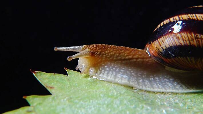 동물 야생동물 백그라운드 자연 연체동물 나선형 사람없음 야외 초록색 갈색 정원 젖음 껍질 달팽이 덮기 느림 내추럴 기어가기 식용 끈적임 4K MP4 해외동영상 클립영상 컬러 무늬 모션 무척추동물 생태계 동영상 파일형식