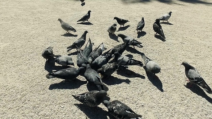 공원 행복 유럽 문화 여행 건축양식 조류 휴가 거리 사랑 사람없음 건물 여행객 정원 궁전 프랑스 바위 도시 그룹 역사 낟알 먹기 심볼 비둘기 파리 천연기념물 프랑스어 랜드마크 수유 4K MP4 해외동영상 클립영상 동물 문자 건축물 공공시설 건축 감정 나라 고건축 모션 사람 동영상 파일형식 시설