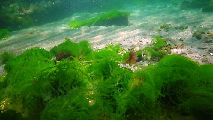 식물 야생동물 바다 자연 사람없음 초록색 환경 바닷속 수중 해조류 생태계 광합성 산화 생태학 소금물 4K 수중영상 MP4 해외동영상 클립영상 동물 교육 컬러 해양식물 동영상 파일형식