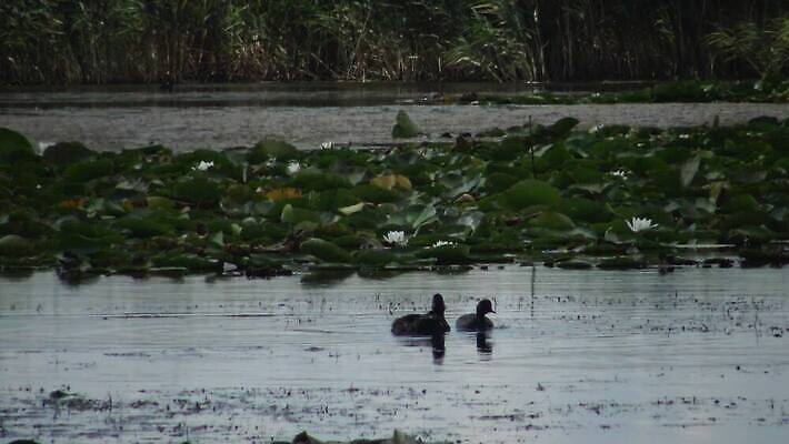 동물 유럽 호수 야생동물 바다 자연 조류 덴마크 사람없음 야외 빨간색 물 뷰티 반사 검은색 봄 잠수부 서식지 다뉴브강 동물상 4K MP4 해외동영상 클립영상 자연요소 계절 나라 컬러 북유럽 조형물 전문직 생태계 동영상 파일형식