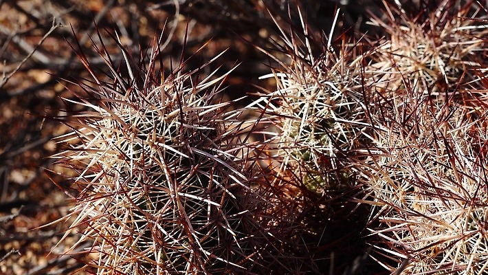 식물 공원 꽃 자연 선인장 사람없음 야외 빨간색 초록색 파란색 뷰티 정원 미국 사막 개화 가시 애리조나 고슴도치 내추럴 전국 4K MP4 해외동영상 클립영상 공공시설 컬러 북아메리카 포유류 생태계 동영상 파일형식
